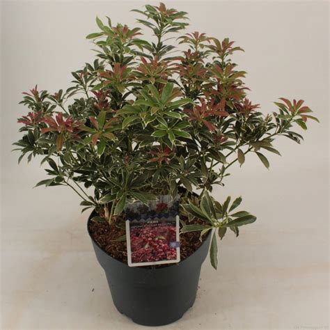 Pieris Japonica Polar Passion — Groothandel In Planten Floraccess