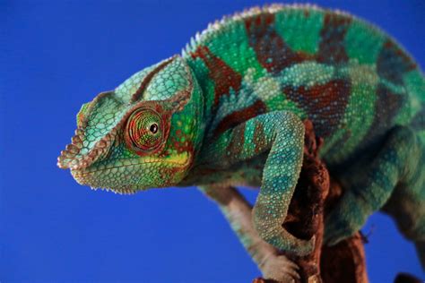 The Pros And Cons Of Keeping A Chameleon As A Pet Pet Comments