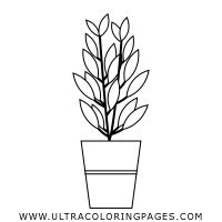 Albero Disegni Da Colorare Ultra Coloring Pages