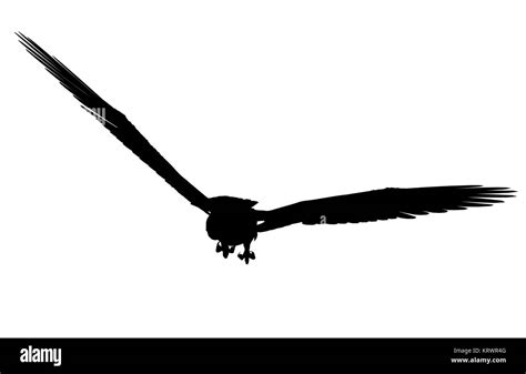 Black Eagle Art Illustration Silhouette On A White Background Stock