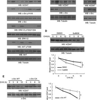 Egfr Activationinduced And Csrcmediated Cd Phosphorylation And