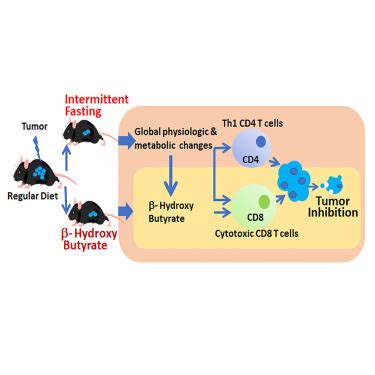 Intermittent Fasting Induced Ketogenesis Inhibits Mouse Epithelial