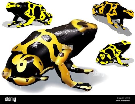 Yellow Banded Dart Poison Frog Stock Vector Image Art Alamy