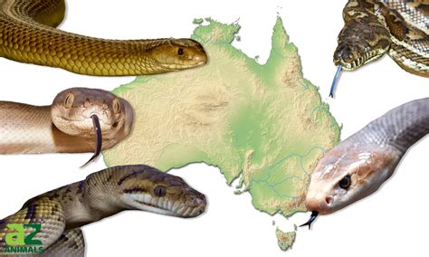 Giant Australian Snake