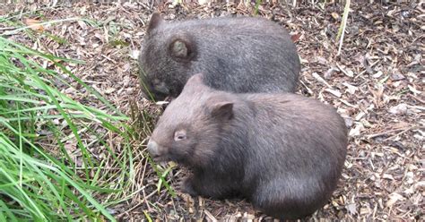 Blog for Marcel: Baby wombats