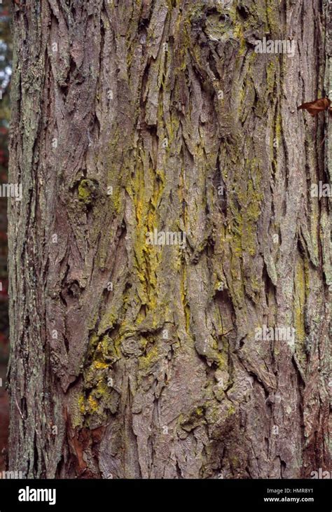 Shellbark Hickory bark (Carya laciniosa), Juglandaceae Stock Photo - Alamy