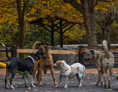 Dog Law Hub Rules For Stray Dogs In Society