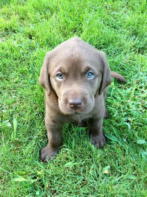 7 Week Old Chocolate Lab Puppy