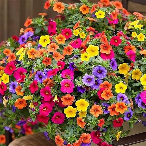 Amazon Hanging Petunia Seeds Mixed Petunia Hybrida Seeds Rainbow