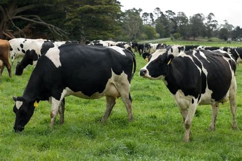 Holstein Friesian Cows — Stock Photo © PhillipMinnis #2228671