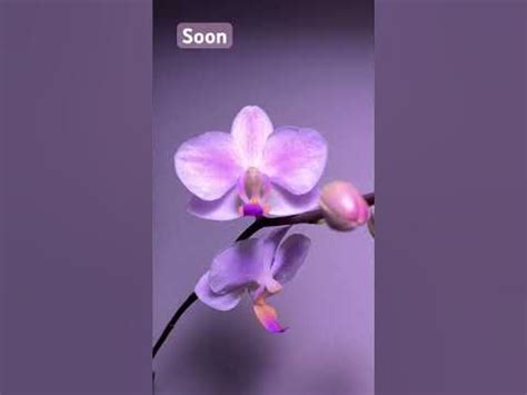 Hatuyuki/ Хатуюки#orchid #фаленопсис #phalaenopsis #orchidlover # ...