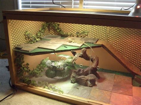 5 Effective Tips And Tricks For A Bearded Dragon Basking Platform