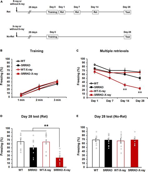 Frontiers Blockade Of D Serine Signaling And Adult Hippocampal