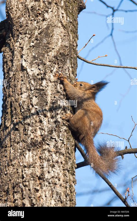 Red Squirrel Sciurus Vulgaris Sciuridae Stock Photo Alamy