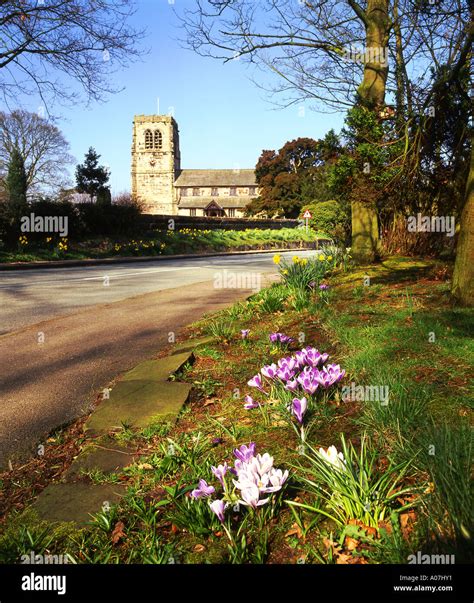 Crocuses And St Wilfreds Parish Church In Spring Mobberley Cheshire