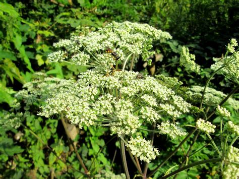 Wald Engelwurz Angelica sylvestris im Meerwald bei Bübingen Free