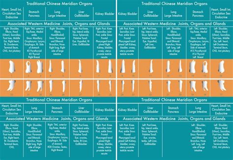 Interactive Meridian Tooth Chart Dr Nicholas J Meyer