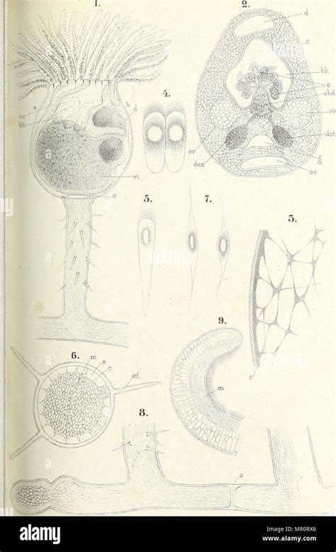 Bulletin de la Société Impériale des Naturalistes de Moscou 1869