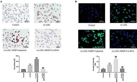 Frontiers Ox Ldl Aggravates The Oxidative Stress And Inflammatory