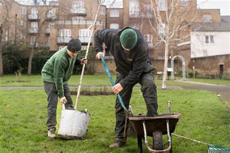 Winter Tree Planting Season Continues Wandsworth Borough Council