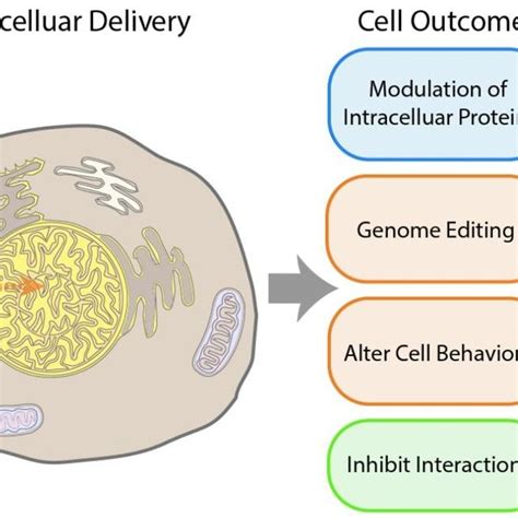 A Generation Of CRISPR Gold B CRISPR Gold Injected Muscle Of Mdx