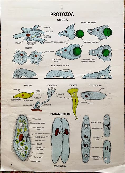 Ameba Chart Protozoa Chart Original Science Class Etsy