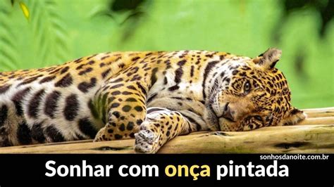 O'que Significa Sonhar Com Onça Pintada - Sonhar com onça pintada - 20 interpretações - Sonhar Brasil