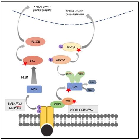 Mapk And Pi3k Pathways In Relation To Its Interaction With Syn Mir 143 Download Scientific