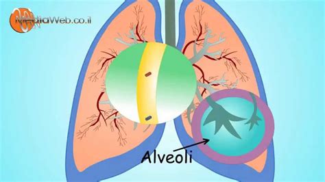 RESPIRATORY System -for Kids (Breathing) By MediaWeb.co.il - YouTube