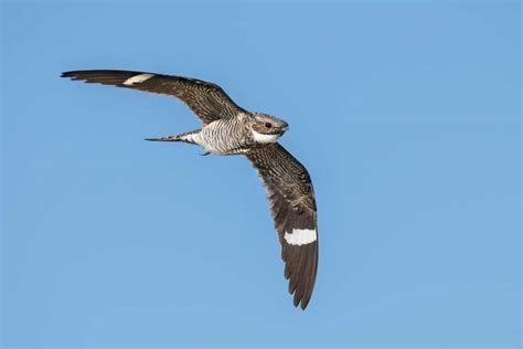 Common Nighthawk Focusing On Wildlife