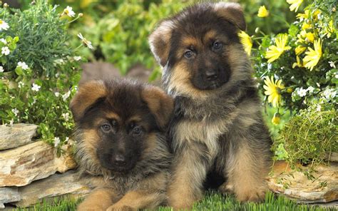 German Shepherd Puppy Wallpapers - Wallpaper Cave