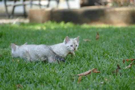 Comprar Gato Bengalí. Criadero Español. Consulta Precio