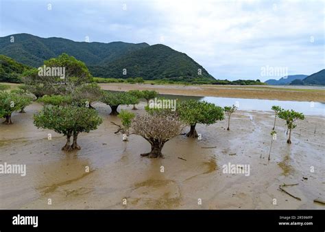 The mangrove species Kandelia obovata growing in mud and brackish water at Amami Mangrove ...