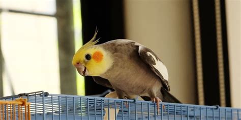 Average Cockatiel Prices And Associated Costs Your Parrot Cage