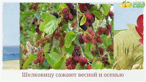 Посадка шелковицы - как правильно посадить шелковицу - YouTube