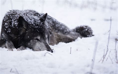 Black wolf sleeping in the snow wallpaper - Animal wallpapers - #53377