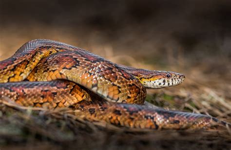 The Difference Between a Corn Snake and a Coral Snake