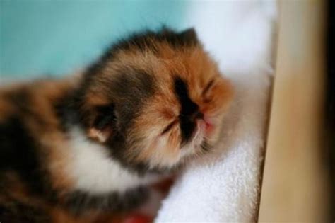 The 50 Cutest Kitten Pictures Of All Time