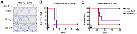 BHRF1 Inhibits ABT 737 Induced Apoptosis And Confers Chemoresistance In