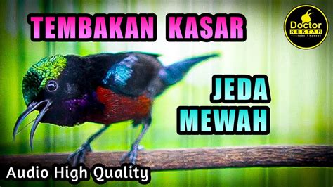 SUARA BURUNG KONIN TEMBAKAN KASAR GACOR FULL ISIAN JEDA MEWAH COCOK