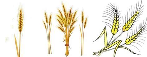 Wheat Drawing Easy Simple From Kids And Step By Step