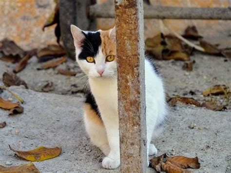 Pencinta Kucing Wajib Tahu Ini 5 Cara Mencari Kucing Hilang Atau