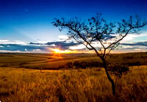 Bioma Conhecido Como A Savana Mais Rica - Dia Mundial do Meio Ambiente celebra o Cerrado: a savana mais rica do ...