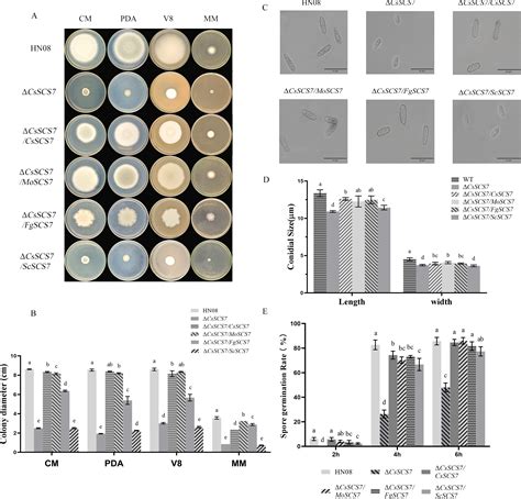 The Fatty Acid 2 Hydroxylase Csscs7 Is A Key Hyphal Growth Factor And