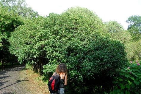 Osmanthus fragrans