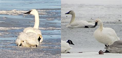 Trumpeter Swan Vs Tundra Swan