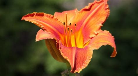 63 Beautiful Daylily Varieties for Your Garden