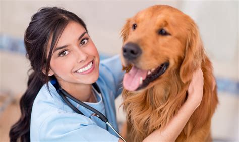 Veterinary Assistant In Salinas CA Central Coast College