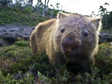 1000+ images about Australia's Cute Animals: Wombats on Pinterest ...