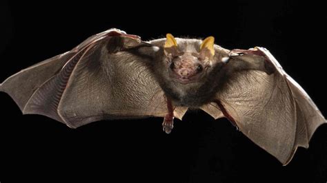 Explore The Funny Creative And Famous Bat Names